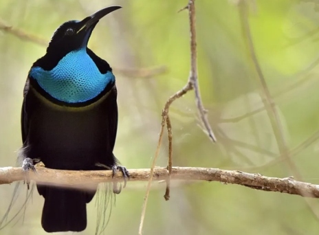 Το σπάνιο που πτηνό που ενέπνευσε τους επιστήμονες να δημιουργήσουν ένα καινούριο μαύρο 