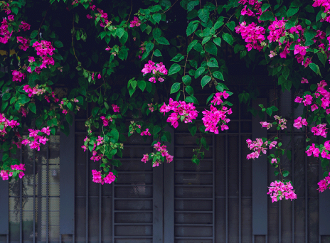 7 αναρριχώμενα φυτά, κατάλληλα για το μπαλκόνι σου