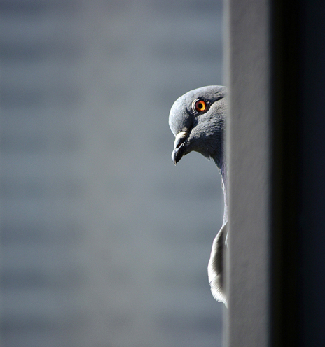 Τα περιστέρια της Αθήνας