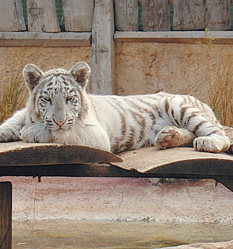 Θηλυκή τίγρης στο Aττικό Zωολογικό Πάρκο.