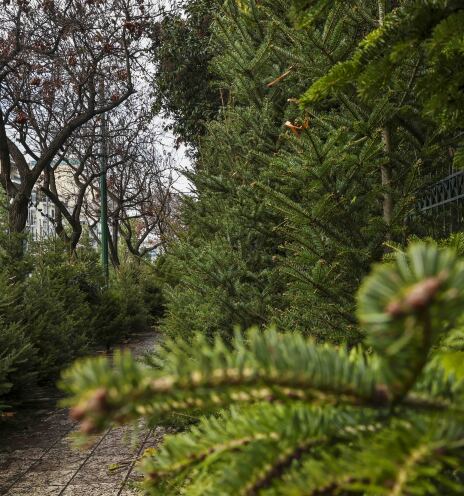 Έλατα στο Πεδίον του Άρεως