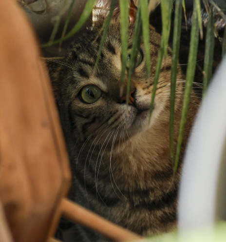 Σπίτι στην Νέα Σμύρνη