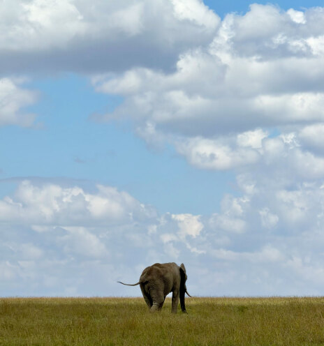 Ελέφαντας στο Ολ Πεχέτα