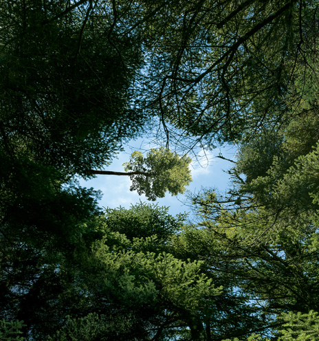 «Vodafone Smart Forest», το πρώτο ελληνικό έξυπνο δάσος στην Πάρνηθα
