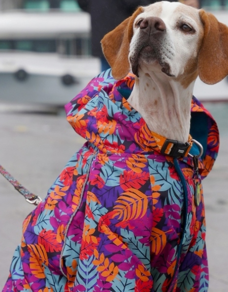 Ρούχα για κατοικίδια: Όταν τα social media μετατρέπουν μια τάση σε ολόκληρη βιομηχανία