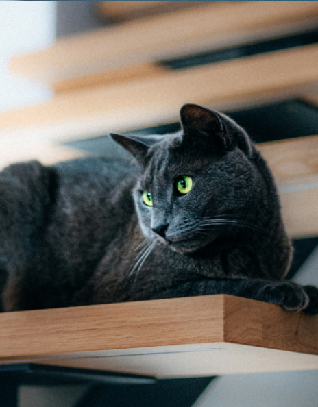 Catification: Η νέα τάση που βάζει τις γάτες στο επίκεντρο του design
