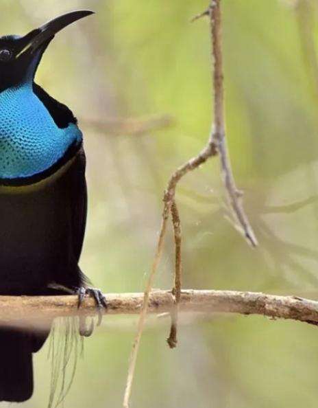 Το σπάνιο που πτηνό που ενέπνευσε τους επιστήμονες να δημιουργήσουν ένα καινούριο μαύρο 
