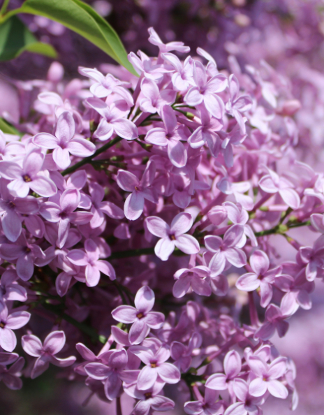 Πασχαλιά, το φυτό του Πάσχα