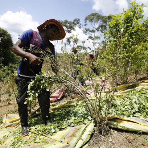 Κολομβία: Ιστορικό ρεκόρ των καλλιεργειών κόκας το 2021	