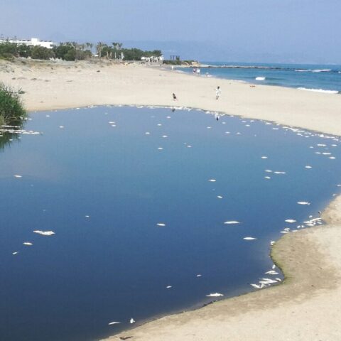 Νεκρά ψάρια στην εκβολή του Αποσελέμη, στο Ηράκλειο Κρήτης