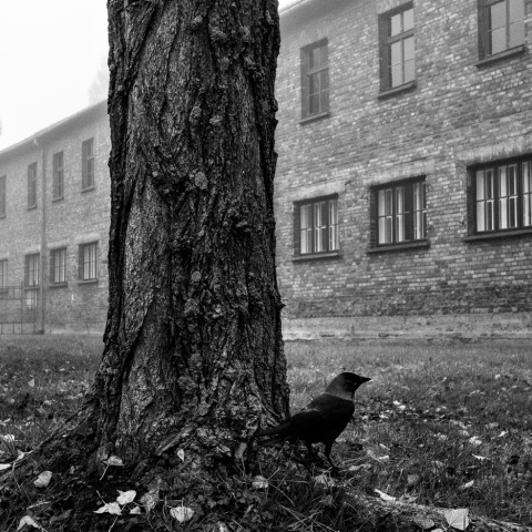 Στρατόπεδο Άουσβιτς I. Credits: Renée Revah