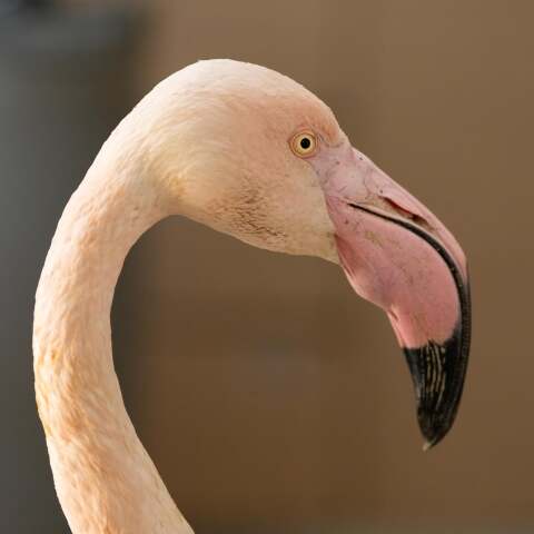 Λαγκαδάς Θεσσαλονίκης: Aσυνείδητοι πυροβόλησαν φοινικόπτερο