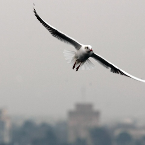 Γλάρος στον Θερμαϊκό
