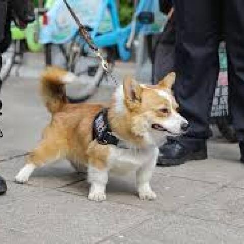 Κίνα: Ο πρώτος αστυνομικός σκύλος κόργκι με δεκάδες χιλιάδες ακολούθους στα social