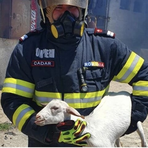 Κατσικάκι από τη φωτιά στο Σχηματάρι στα χέρια πυροσβέστη