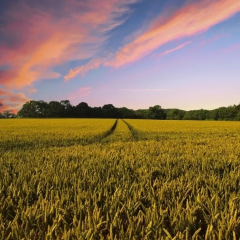 ΗΠΑ: Η Ρωσία ελέγχει το 22% της αγροτικής γης της Ουκρανίας, σύμφωνα με τη NASA - Ο πόλεμος απειλεί τη σοδειά	