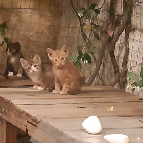 Σράπνελ: θραύσματα οβίδας, χειροβομβίδας ή νάρκης