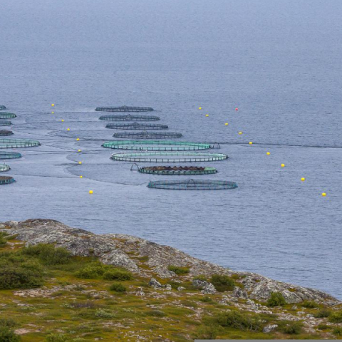 Ιχθυοκαλλιέργειες
