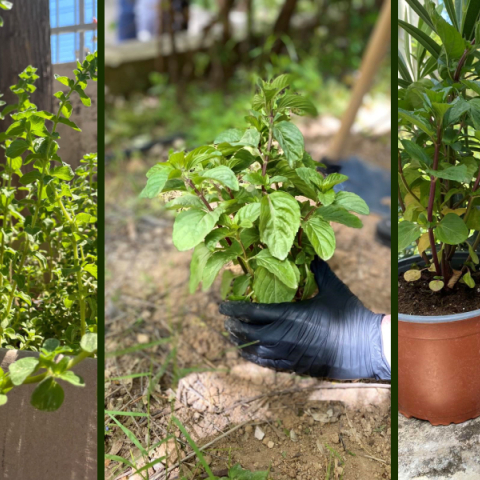 Βοτανόκηποι σε αυλές σχολείων στον Άλιμο