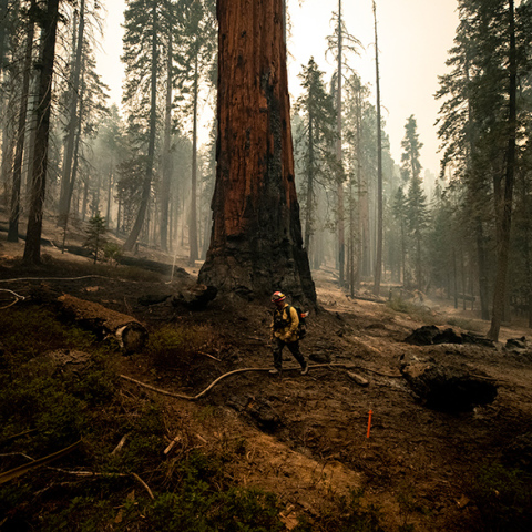Πυρκαγιά στην Καλιφόρνια απειλεί τα αρχαιότερα δέντρα στη Γη
