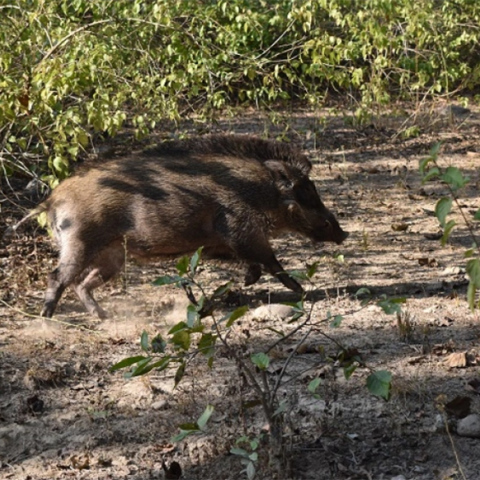 Αγριογούρουνο