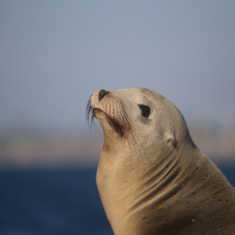 Θαλάσσιος ελέφαντας