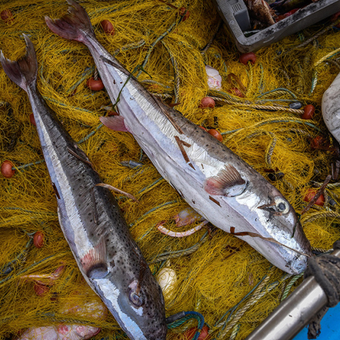 Λαγοκέφαλοι