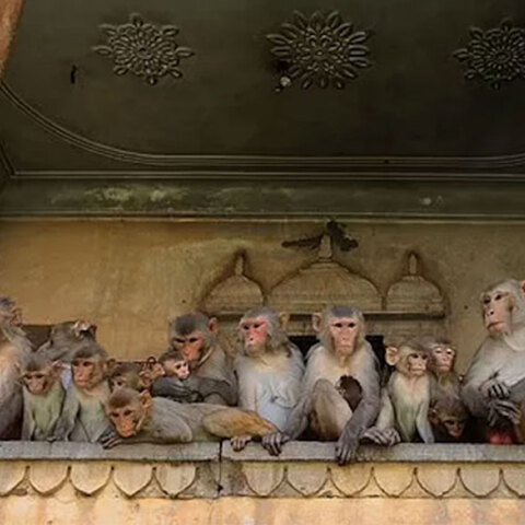 Μαϊμούδες στην πολιτεία Ουτάρ Πραντές στην Ινδία