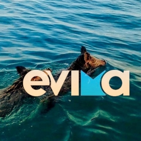 Aγριογούρουνα κολυμπούσαν στην παραλία της Χαλκίδας