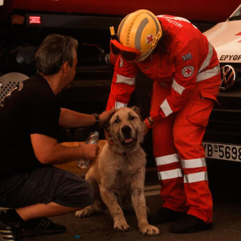 Πυροσβέστες έσωσαν σκύλο από τη φωτιά στην Πεντέλη