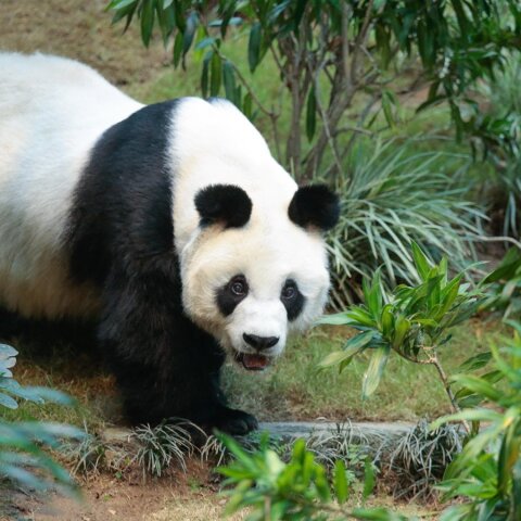 Χονγκ Κονγκ: Σε ευθανασία υποβλήθηκε σήμερα ο Αν Αν, το μεγαλύτερο σε ηλικία γιγαντιαίο πάντα 