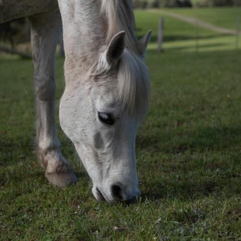 Πόνι πάτησαν ανθρώπους