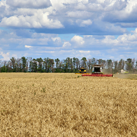 Ουκρανικά σιτηρά