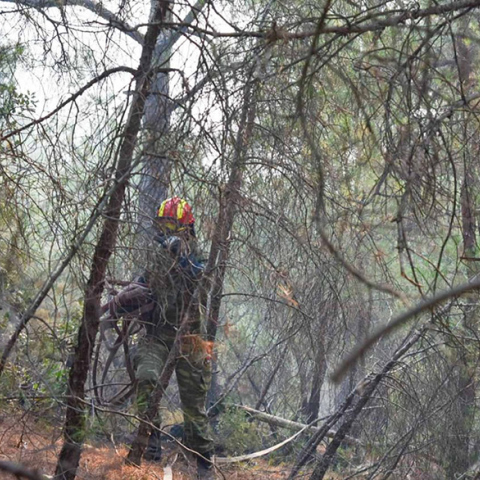 Φωτιά στο δάσος της Δαδιάς