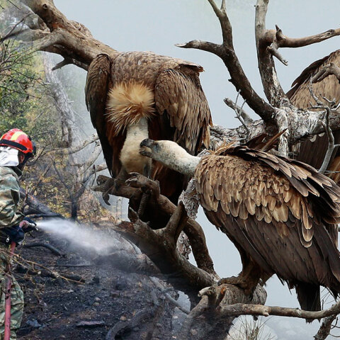 Σπάνιοι γύπες φτιάχνουν τις φωλιές τους στο δάσος της Δαδιάς, το οποίο συνεχίζει να καίγεται