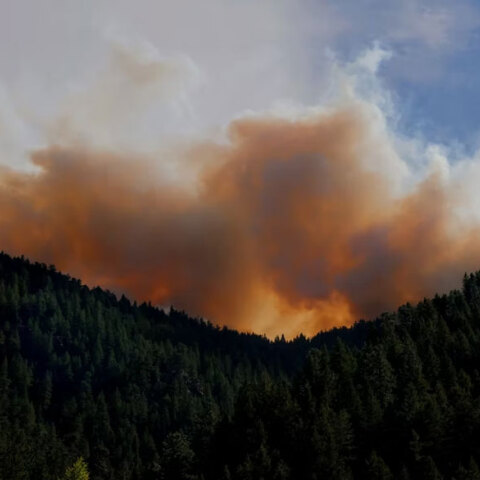 Φωτιά σε δάσος