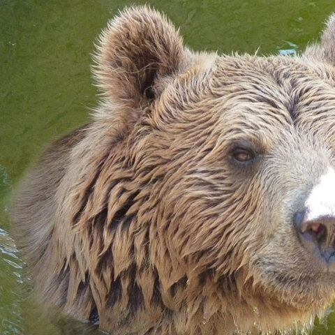 Καφέ αρκούδα προσέγγισε κατοικημένη περιοχή στην Καστοριά
