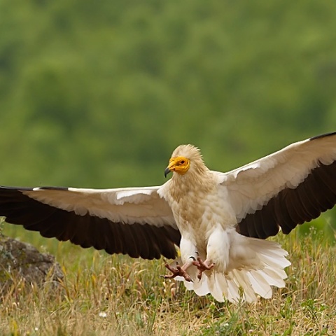 Δαδιά: Προληπτική απομάκρυνση δύο νεοσσών σπάνιου είδους γύπα	