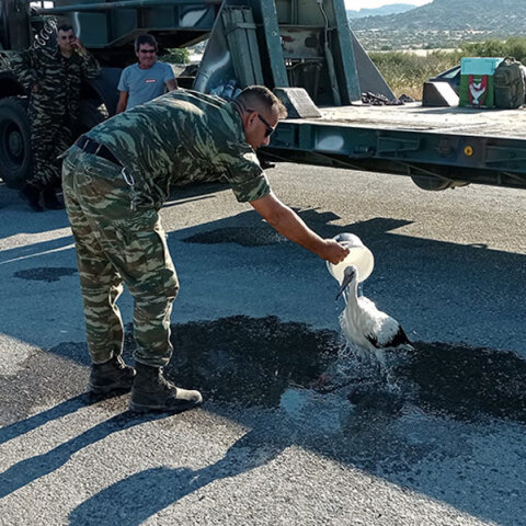 Στρατιωτικός στη Λέσβο δροσίζει με νερό πελαργό που γλίτωσε από τη φωτιά