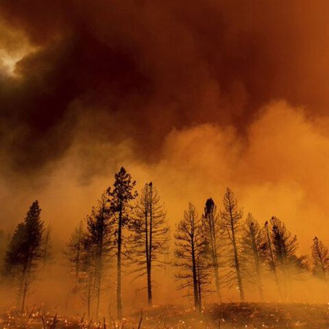 Μεγάλη φωτιά κάνει στάχτη δάσος στην Καλιφόρνια