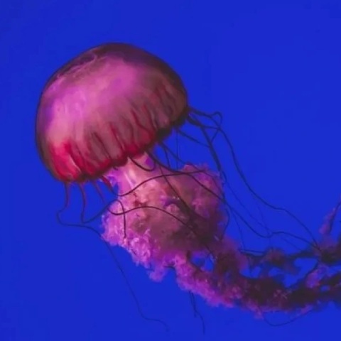 Μωβ μέδουσες