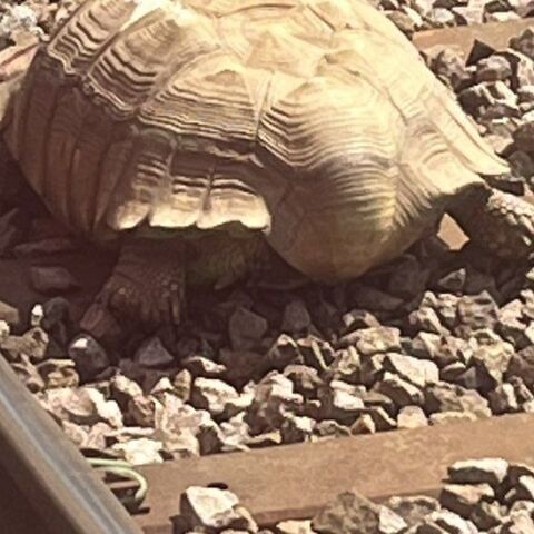 Τα τρένα σταμάτησαν για 90 λεπτά στο Νόρφολκ λόγω μιας τεράστιας τραυματισμένης χελώνας