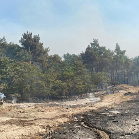 Δάσος της Δαδιάς