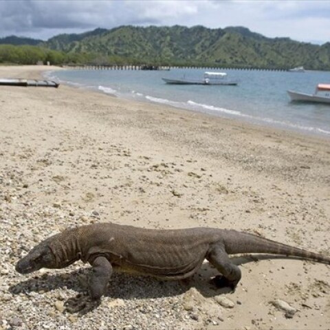 Δράκος του Κομόντο