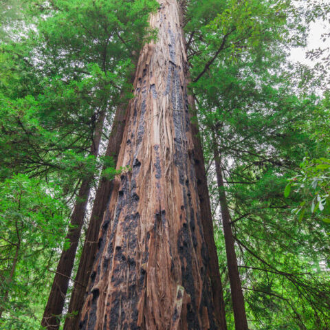  Απαγορεύτηκε η προσβαση στο ψηλότερο δέντρο στον κόσμο