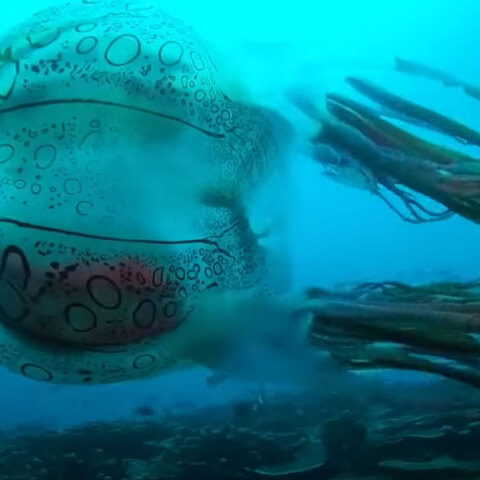 Η σπάνια μέδουσα που ανακαλύφθηκε στην Παπούα Νέα Γουινέα