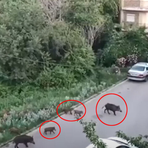 Αγριογούρουνα... βολτάρουν σε δρόμους στη Θεσσαλονίκη