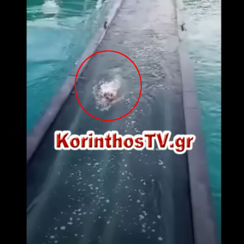 Ο σκύλος στα Ίσθμια που έχασε τη βυθιζόμενη γέφυρα κάτω από τα πόδια του στην Κόρινθο