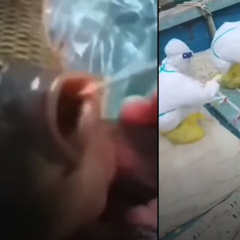 Τεστ σε ψάρια για κορωνοϊό από υγειονομικούς στην Κίνα