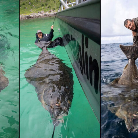 Το ψάρι γίγας στη Νορβηγία